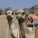 camel_desert_ma_v_0303_egy3578.jpg